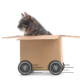 Pet-Friendly Moves