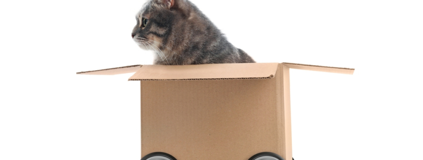 Pet-Friendly Moves